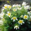 Pulsatilla%20Pulsar%20White%2001