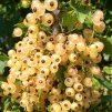 ribes blanka1m1