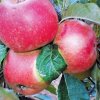 Malus James Grieve Red