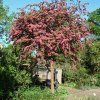 Crataegus Pauls Scarlet 02