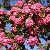 Crataegus%20Pauls%20Scarlet