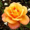 Rosa%20Remy%20Martin
