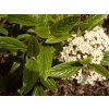 Viburnum%20pragense%2001