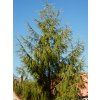 Larix decidua 02