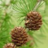 Larix%20decidua01b