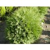 Thuja%20occidentalis%20Globosa%2001