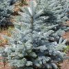 Picea pungens Blue Diamond