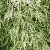 Acer%20palmatum%20Dissectum%2002%20(2)