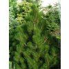 Pinus%20leucodermis%20Malinky%2001