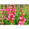 Penstemon%20haetwegii%20RED%2001