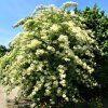 Sambucus nigra Haschberg 03