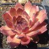 Sempervivum%20Pickwick03%20(2)