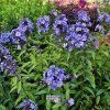 phlox blue boy1m1