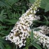 Buddlia%20davidii%20Darts%20Ornamental%20White03%20(2)