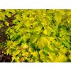 Physocarpus%20Angel%20Gold02