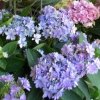 Hydrangea%20You%20and%20me%20Forever01%20(3)