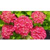 Hydrangea%20macrophylla%20Red%20Wonder01