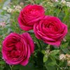 Rosa%20Fur%20Elise01