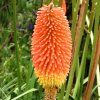 Kniphofia%20uvaria%2002