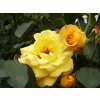 Rosa%20Goldstern%2001