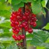 Ribes%20Junifer01s