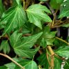 Hedera%20Green%20Ripple02s