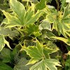 Hedera%20helix%20Yellow%20Ripple01s