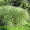 Miscanthus%20sinensis%20Gracilimus