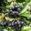 Aronia melanocarpa Viking
