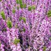Calluna%20Renate01