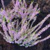 Calluna%20Tamara02
