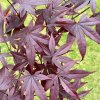 Acer%20palmatum%20Red%20Emperor01s