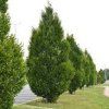 Carpinus%20betulus%20Fastigiata%2002s