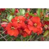 Chaen%20speciosa%20Cardinalis15