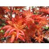 Acer%20palmatum%20Corallinum%2001