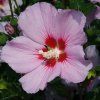 Hibiscus%20Pink%20FLirt01s