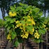 Laburnum%20Sunspire01s