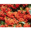 Pyracantha%20Orange%20Glow%2003