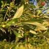 Salix%20rubens02s