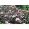 Sambucus nigra Black Lace 02