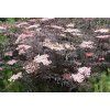 Sambucus nigra Black Lace 03