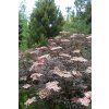Sambucus nigra Black Lace 05
