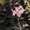 Sambucus%20Black%20Tower02s