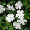 Vinca%20Gertrude%20Jeckyll01s