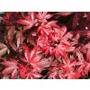 Acer%20palmatum%20Skeeter%20s%20Broom