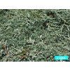 Juniperus%20horizontalis%20Ice%20Blue%2002