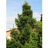 Picea%20abies%20WillZwerg%2001