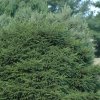 PIcea%20orientalis%20Nana01s