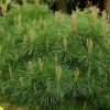Pinus%20nigra%20Brepo01s