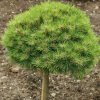 Pinus%20nigra%20Bambino01s